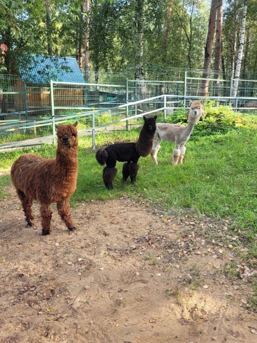 Костромичам показали альфа-самца, который регулярно чистит зубы и умеет пользоваться туалетом