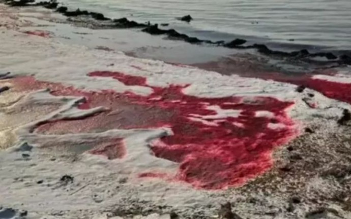 Каспийское море стало красным 