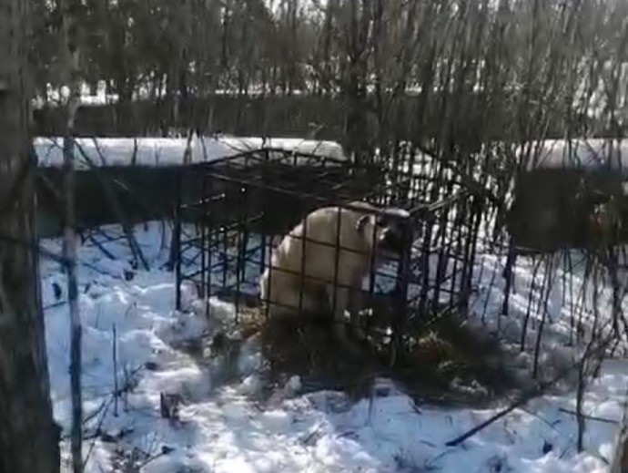 Полиция проводит проверку по факту использования собаки в качестве приманки для тигра в Приморье