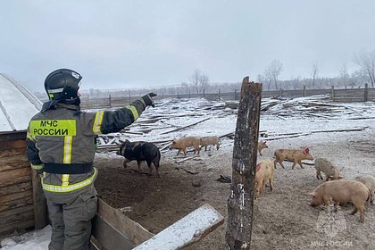 Пожарные МЧС на руках вытащили из пожара десятки свиней