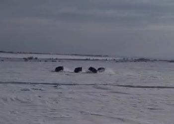 Резвящихся кабанов сняли в Приамурье