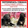 В Кирове ищут маленькую собачку, приехавшую из Бурятии