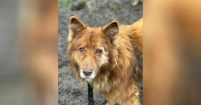 Стрелявший в дворнягу Толика избежал наказания за жестокость