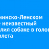 В Казачинско-Ленском районе неизвестный выстрелил собаке в голову из арбалета