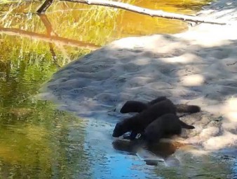 Американские норки попали в фотоловушку в "Калужских засеках"