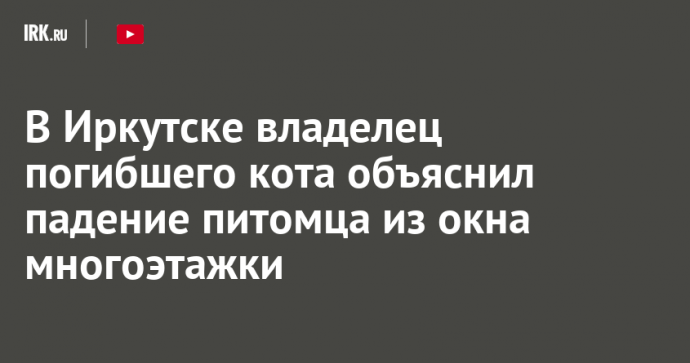 В Иркутске владелец погибшего кота объяснил падение питомца из окна многоэтажки