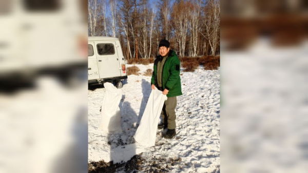 В заказнике в Бурятии диких животных подкармливают зерном и солью