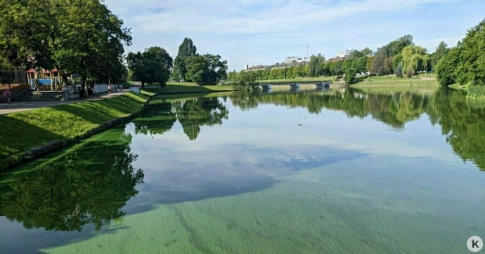 В городских прудах зацвели те же, что в Калининградском заливе, опасные водоросли