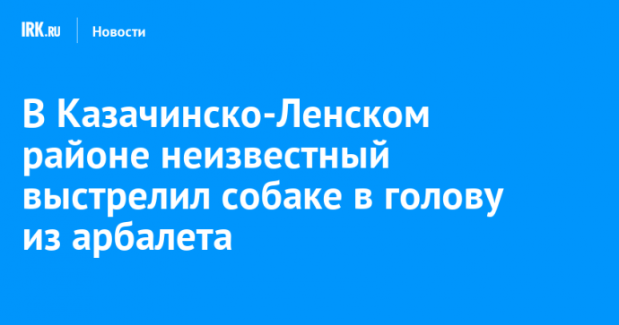 В Казачинско-Ленском районе неизвестный выстрелил собаке в голову из арбалета