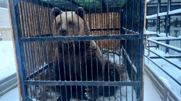 Медведица Маша, переехавшая из Ленинградской в Новгородскую область, нашла себе друга Гошу