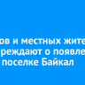 Туристов и местных жителей предупреждают о появлении рыси в поселке Байкал