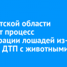 В Иркутской области ускорят процесс регистрации лошадей из-за частых ДТП с животными