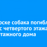 В Ангарске собака погибла, выпав с четвертого этажа многоэтажного дома