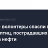 В Анапе волонтеры спасли почти тысячу птиц, пострадавших от разлива нефти