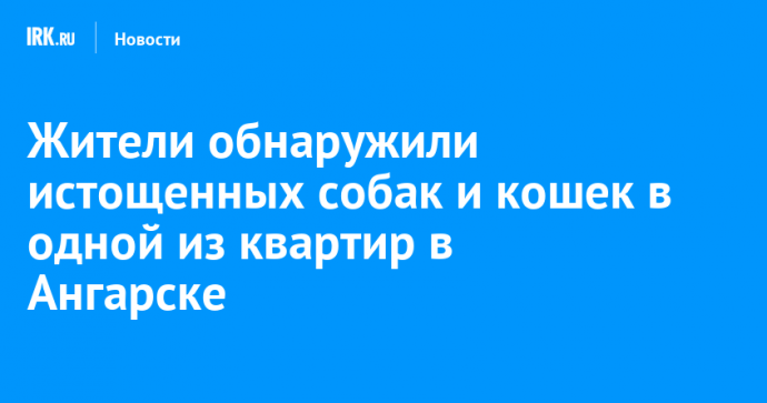 Жители обнаружили истощенных собак и кошек в одной из квартир в Ангарске