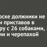 В Ангарске должники не пускали приставов в квартиру с 26 собаками, 8 кошками и черепахой