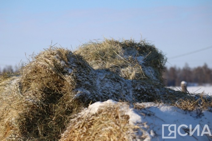 В Якутии заготовлено 411 тысяч тонн сена