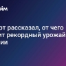 Эксперт рассказал, от чего зависит рекордный урожай зерна в России