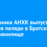 Сотрудники АНХК выпустили мальков пеляди в Братское водохранилище