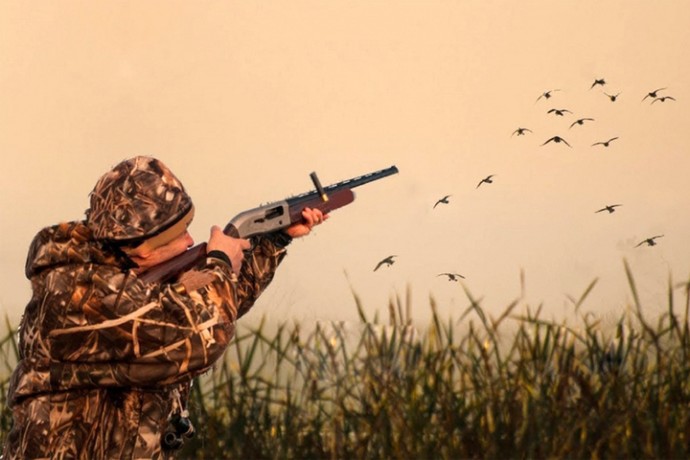 В Кировской области открывается охота на селезня с подсадной уткой