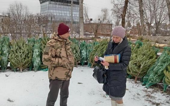 В Курске выявили семь незаконных елочных базаров в Центральном округе