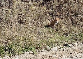 В Амурской области заметили бесстрашную лису