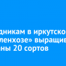 К праздникам в иркутском «Горзеленхозе» выращивают тюльпаны 20 сортов