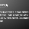 «Пока обстановка спокойная». СНТ в Парголово, где содержали цирковых медведей, ожидают проверки