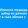 В Усть-Илимске медведь сломал забор на дачном участке и съел яблоки с дерева