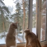 Костромской кот нашел приют в доме депутата Госдумы