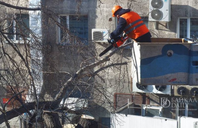 Улан-удэнцы пожаловались на «расправу» над деревьями