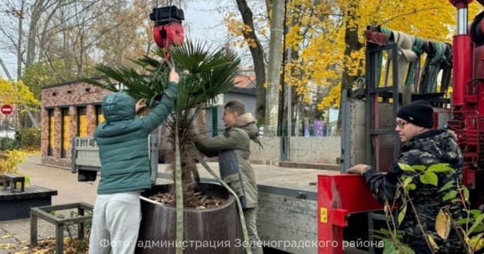 Погрузили на трейлер и увезли: Зеленоградск остался без пальм