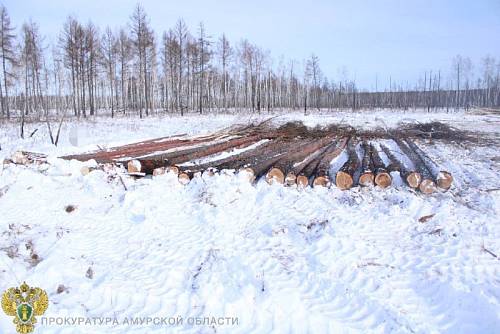 В Приамурье с «черного лесоруба» решено взыскать более 388 тысяч рублей