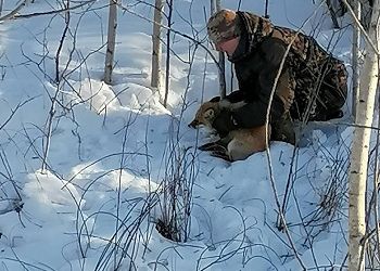 Туристы спасли лису в пригороде Благовещенска