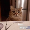 Тельцы попадут в неловкую ситуацию, Львам лучше отложить переговоры