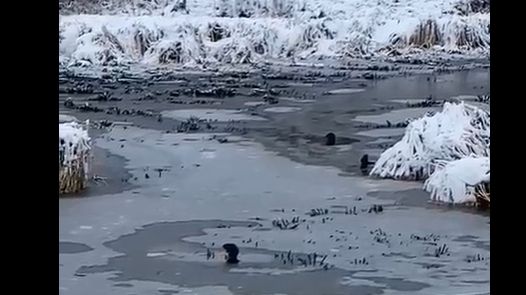 Радостные костромские ондатры готовятся залечь на дно