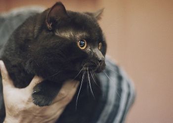 В Приамурье вакцинировали от бешенства больше 20 тысяч собак и кошек