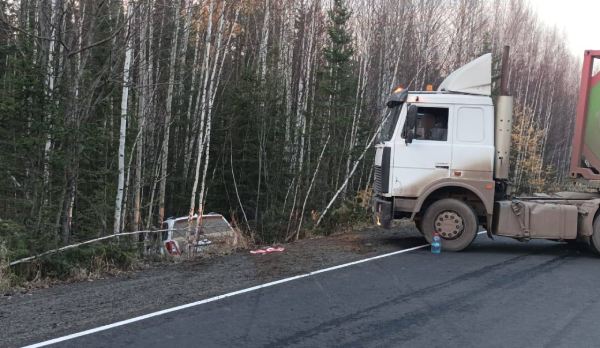 В Иркутской области произошло ДТП из-за туши медведя