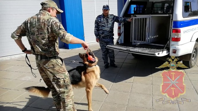 Овчарке Байкалу поставили прививки у ветеринара