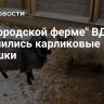 На "Городской ферме" ВДНХ поселились карликовые барашки