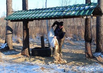 Дополнительную подкормку диких животных начнут в Приамурье