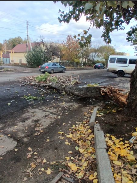 Дерево свалилось на дорогу в Астрахани 