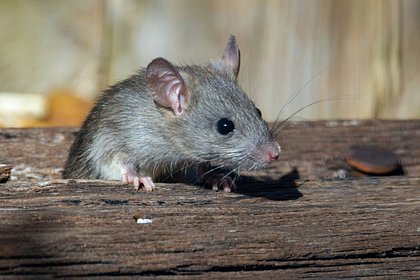 Российская пенсионерка развела в квартире полчища крыс