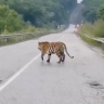 Полосатого хищника застали врасплох в Приморье