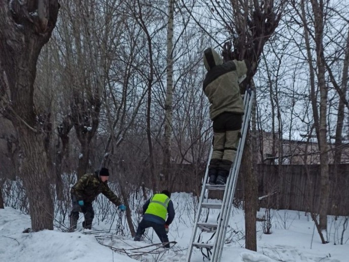 До весны в Кирове обрежут тысячу деревьев