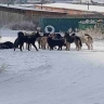 Жителей райцентра в Бурятии застращали собачьи своры