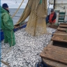 Какая рыба больше всего ловится в Каспийском море