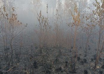 Природный пожар потушили в Воскресеновском заказнике Приамурья