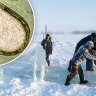 Учёные нашли зомби-вирусы в вечной мерзлоте Сибири
