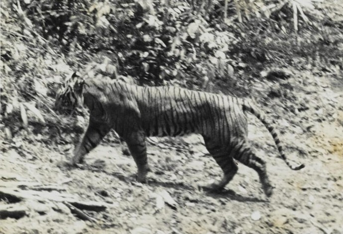 Яванский тигр, которого считали вымершим, возможно, до сих пор бродит в лесах Индонезии